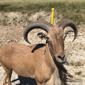 Meet your Posher, Austin